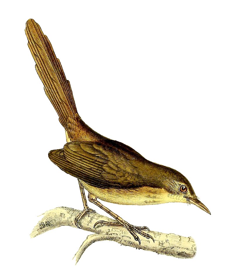 Nesillas typica typica 1868