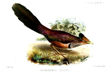 NeomorphusSalviniSmit