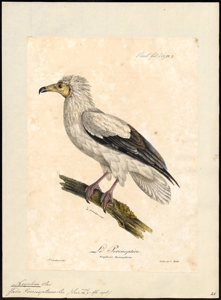 Neophron percnopterus - 1825-1834 - Print - Iconographia Zoologica - Special Collections University of Amsterdam - UBA01 IZ18100132