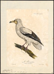Neophron percnopterus - 1825-1834 - Print - Iconographia Zoologica - Special Collections University of Amsterdam - UBA01 IZ18100132