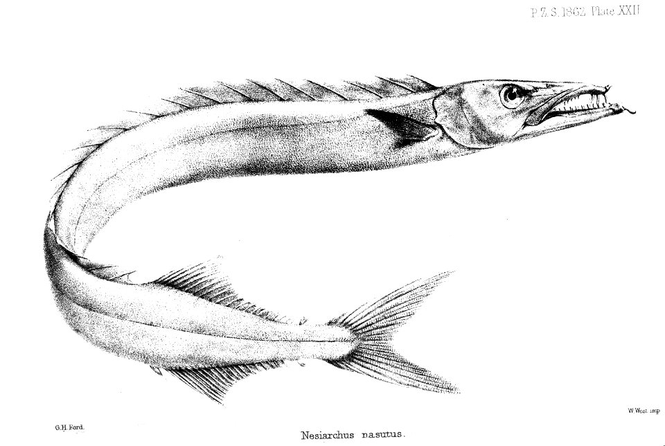 NesiarchusNasutusFord