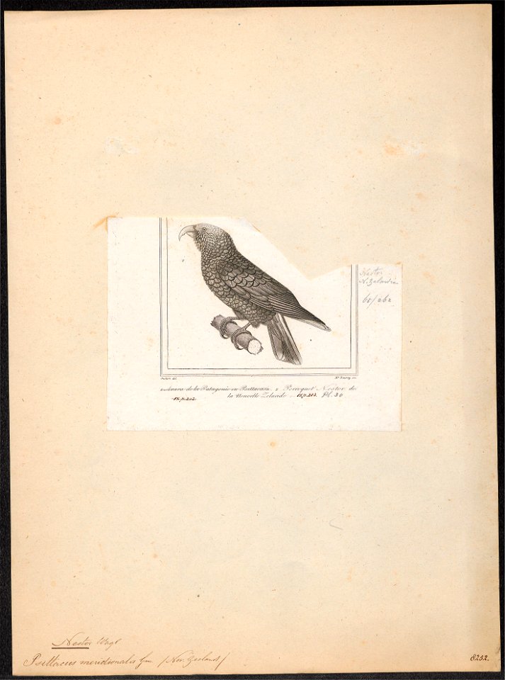 Nestor meridionalis - 1838 - Print - Iconographia Zoologica - Special Collections University of Amsterdam - UBA01 IZ18600043