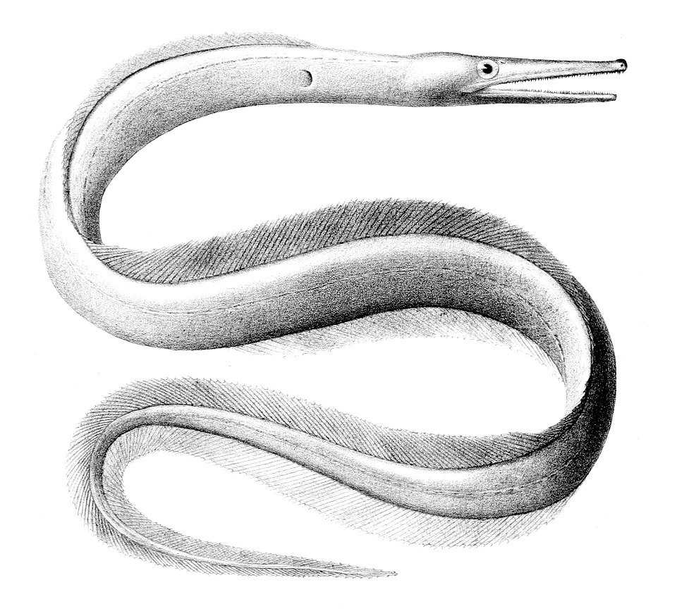Nettastoma melanurum
