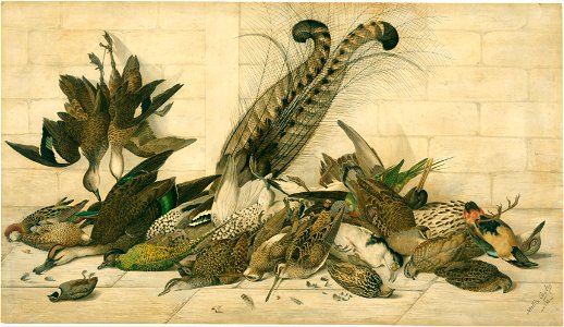 Neville Cayley - not titled (Australian gamebirds) - Google Art Project