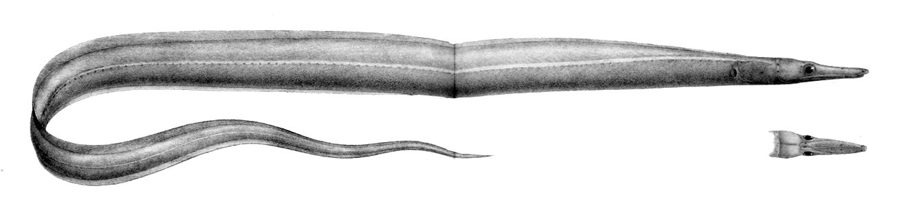 Nettastoma parviceps1