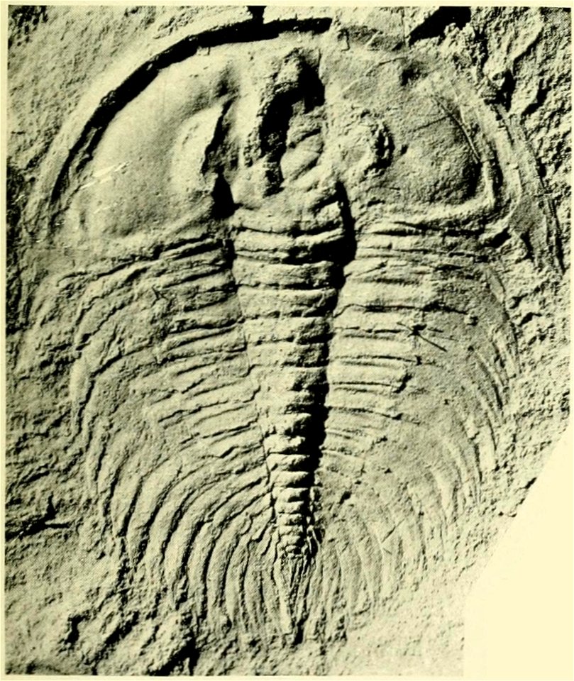 Nevadella perfecta USNM PAL 60081