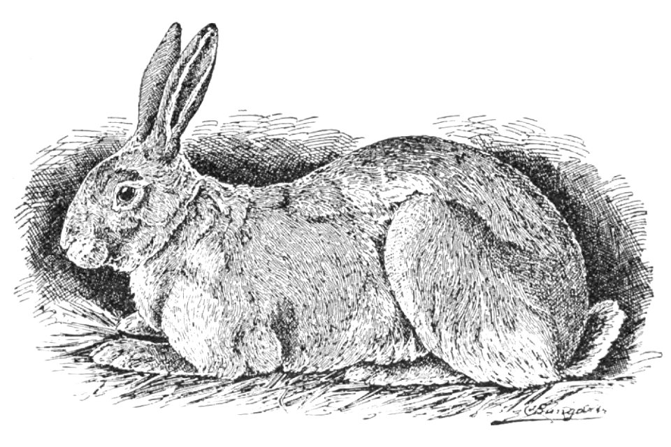 Neues Deutsches Kaninchen (Jean Bungartz, Kaninchenrassen, 1902, p018)