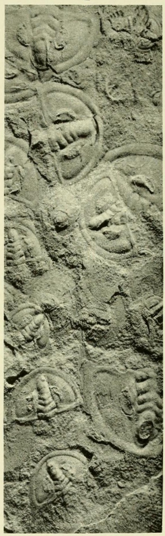 Nevadella perfecta USNM PAL 60082