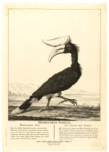 Neushoornvogel
