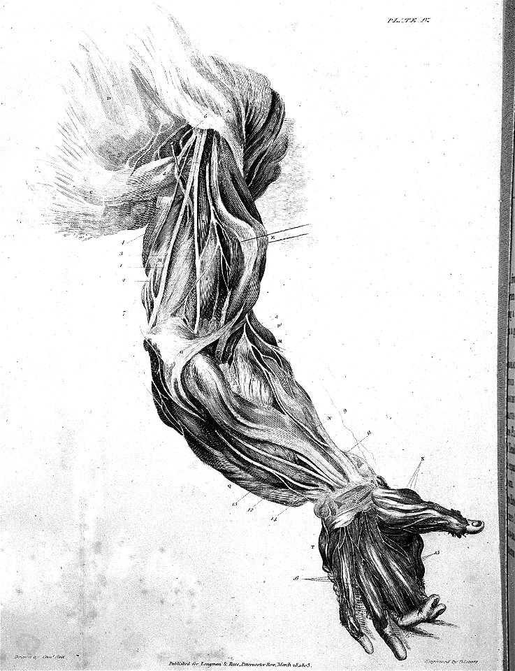 Nerves of the arm, 1803 Wellcome L0001817