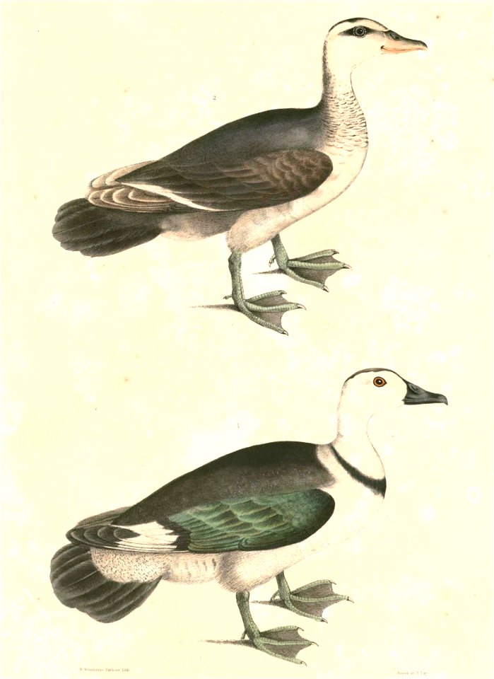 Nettapus coromandelianus coromandelianus Hardwicke
