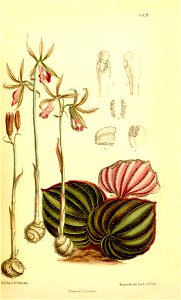 Nervilia plicata (as Pogonia pulchella) - Curtis' 111 (Ser. 3 no. 41) pl. 6851 (1885)