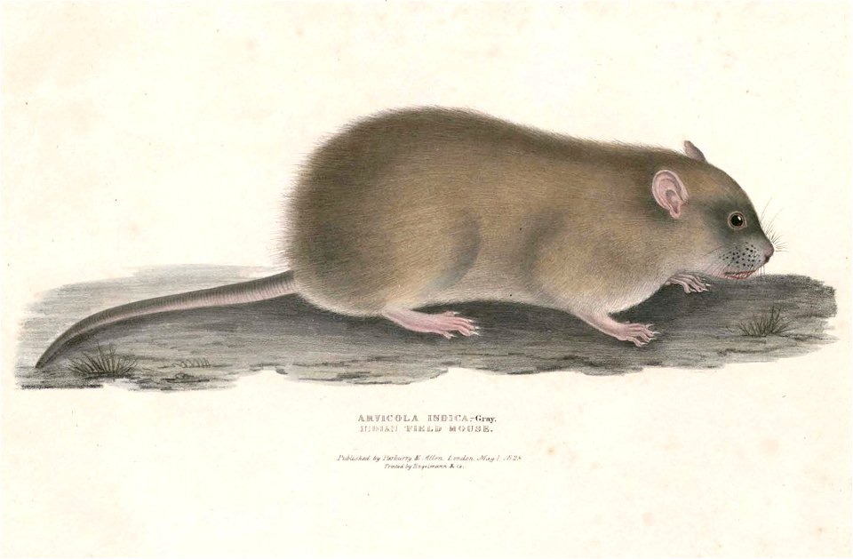 Nesokia indica Hardwicke