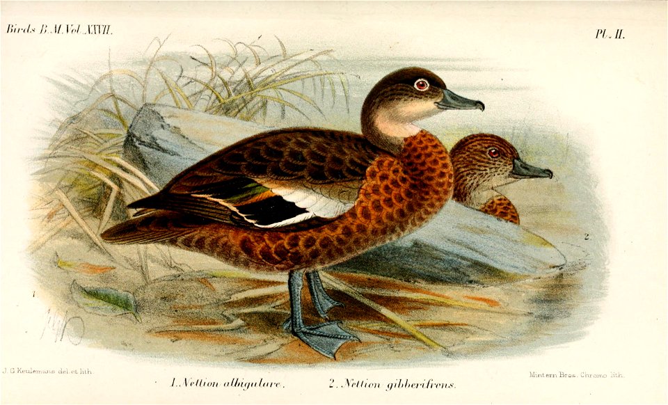 NettionKeulemans