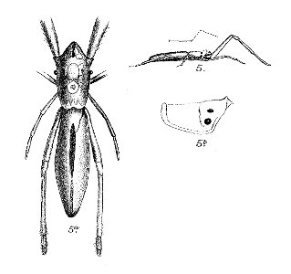 Miagrammopes gulliveri pt168
