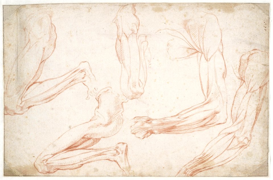 Michelangelo - Spierstudies van een gebogen linkerbeen en linkerarm, A 037 recto