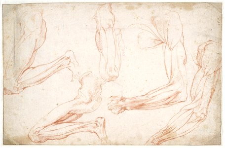 Michelangelo - Spierstudies van een gebogen linkerbeen en linkerarm, A 037 recto