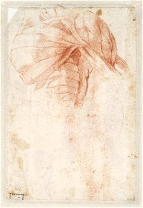 Michelangelo - Schouderstudie, A 042 verso