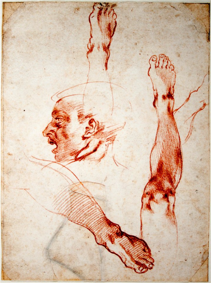 Michelangelo - Male Head in Profile, Studies of Limbs