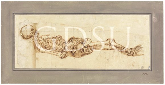 Michelangelo - inv. 179 S, Scheletro - scuola