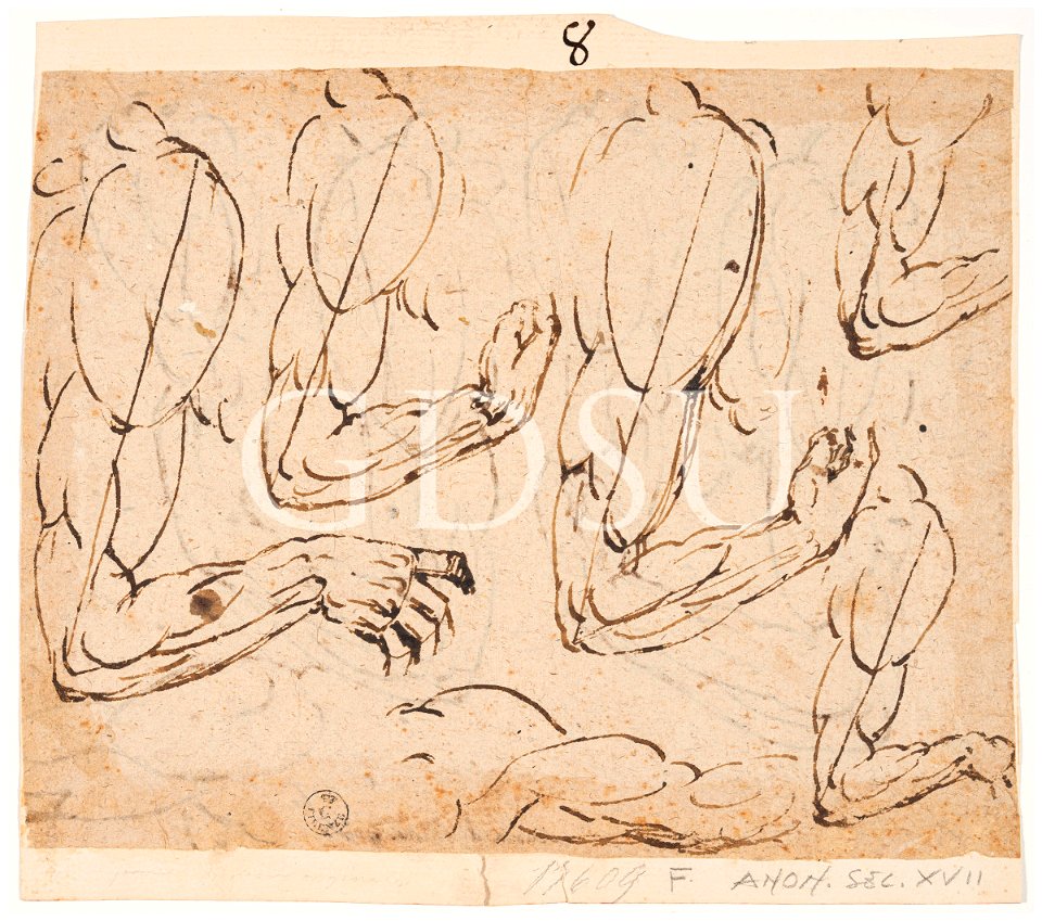 Michelangelo - inv. 17609 F, Cinque studi di braccio destro e uno di braccio sinistro - scuola