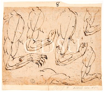 Michelangelo - inv. 17609 F, Cinque studi di braccio destro e uno di braccio sinistro - scuola