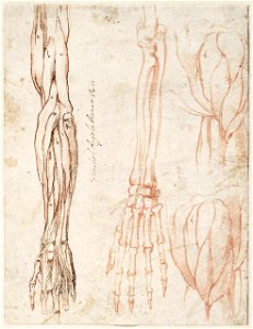 Michelangelo - Spier- en skeletstudies van arm en schouder, A 039 recto