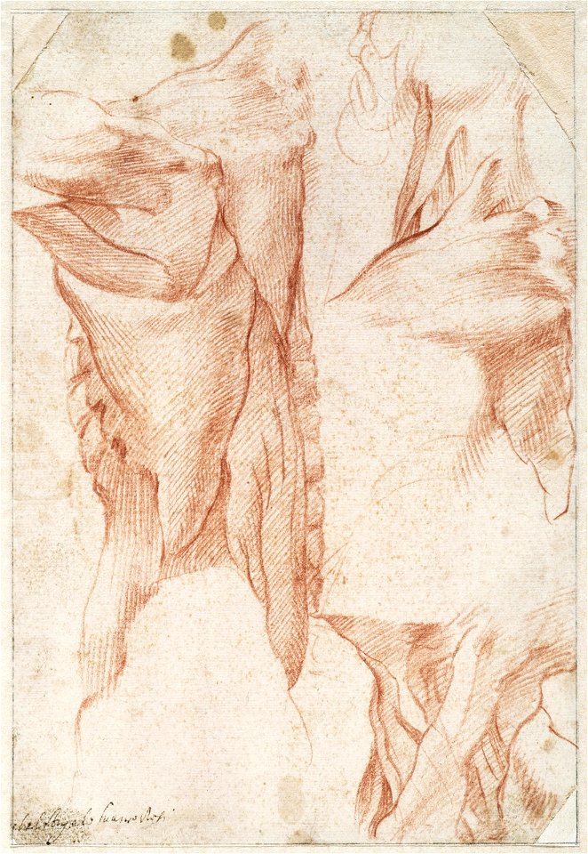 Michelangelo - Nek- en schouderstudie van achter en zijkant gezien, A 042 recto
