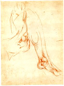 Michelangelo - Two studies of a lower leg and foot. 1511-12, 1859,0514.820
