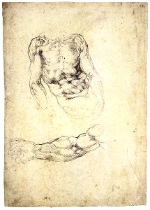 Michelangelo - Upper Body of a Sitting Man and Study of a Right Arm (recto), 1533-34