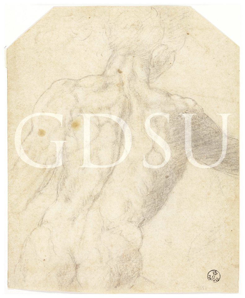 Michelangelo - inv. 17389 F r., Torso d'uomo di spalle - copia da