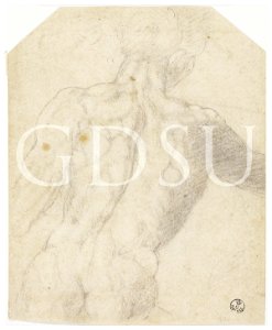 Michelangelo - inv. 17389 F r., Torso d'uomo di spalle - copia da