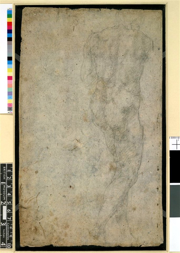 Michelangelo - Nude male figure seen from behind, turned to r. 1524-30, 1859,0625.569