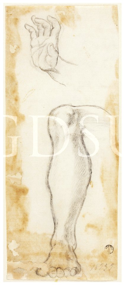 Michelangelo - inv. 18535 F, Gamba sinistra - copia da