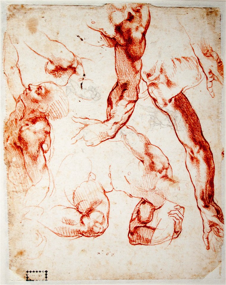 Michelangelo - Studies of Figures and Limbs
