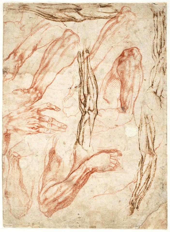 Michelangelo - Anatomische studies van arrmen, benen en handen, A 028 recto