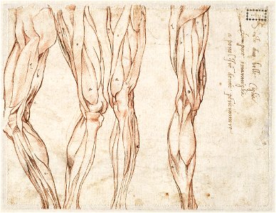 Michelangelo - Vier spierstudies van een been, A 039 verso
