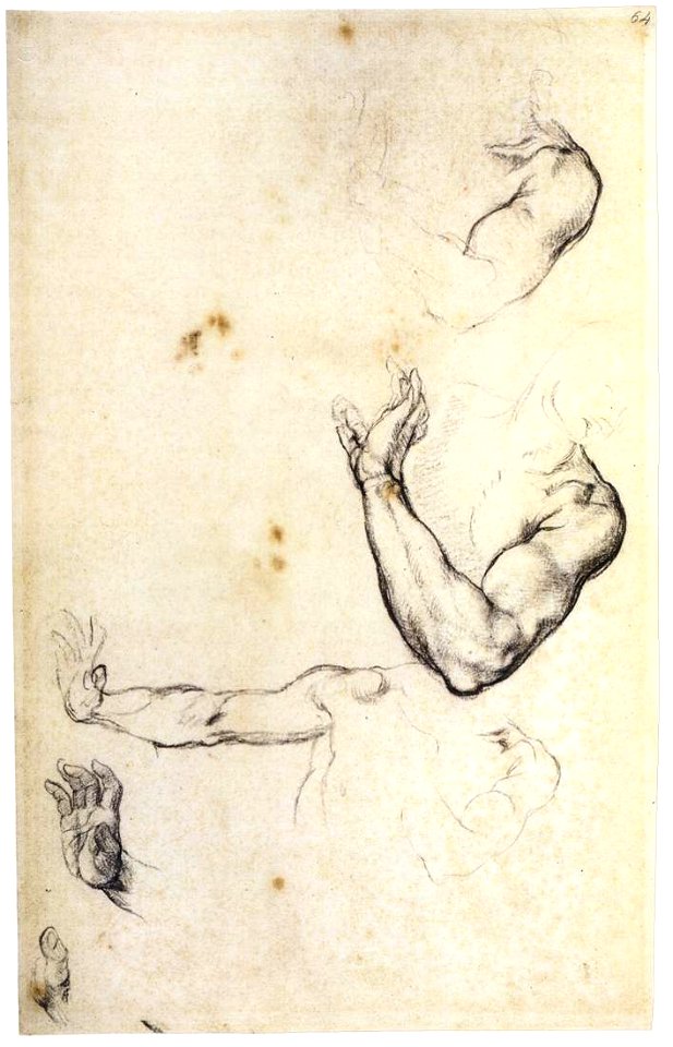 Michelangelo - Study of Adam, 1508-09