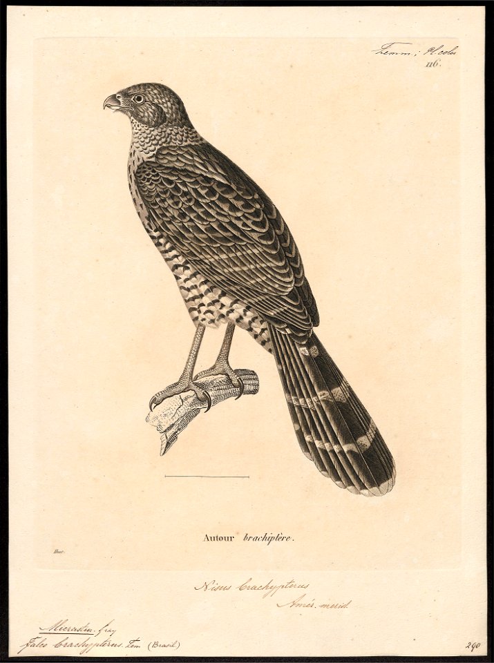 Micrastur brachypterus - 1700-1880 - Print - Iconographia Zoologica - Special Collections University of Amsterdam - UBA01 IZ18300057