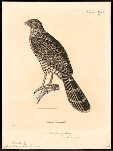 Micrastur brachypterus - 1700-1880 - Print - Iconographia Zoologica - Special Collections University of Amsterdam - UBA01 IZ18300057