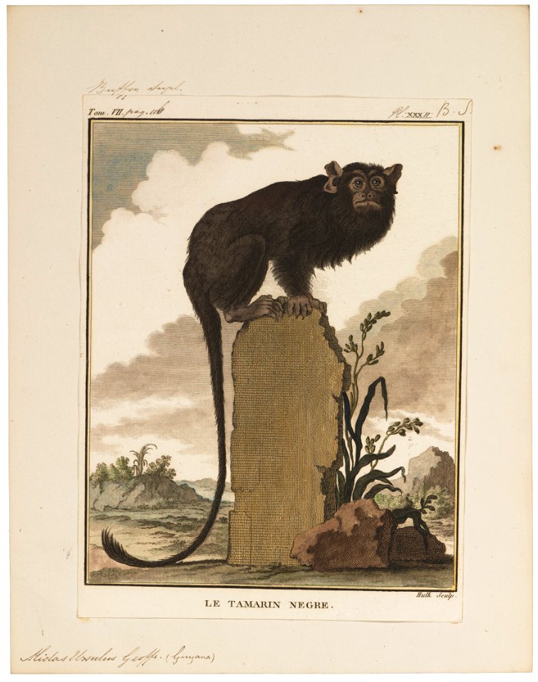 Midas ursulus - 1700-1880 - Print - Iconographia Zoologica - Special Collections University of Amsterdam - UBA01 IZ20200065