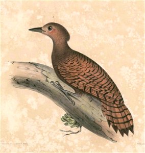 Micropternus brachyurus Hardwicke