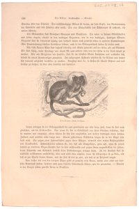Midas oedipus - 1700-1880 - Print - Iconographia Zoologica - Special Collections University of Amsterdam - UBA01 IZ20200040