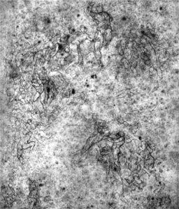 Michelangelo, studio per il giudizio universale, casa buonarroti