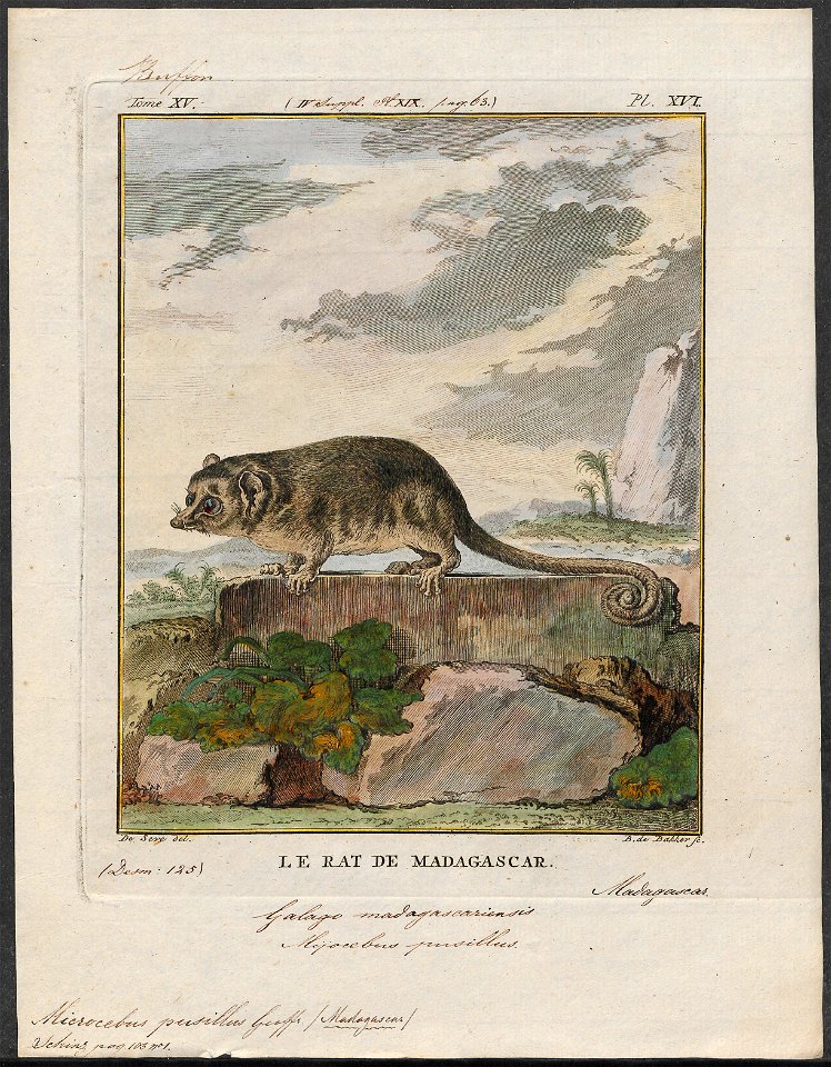 Microcebus pusillus - 1773-1807 - Print - Iconographia Zoologica - Special Collections University of Amsterdam - UBA01 IZ19700075