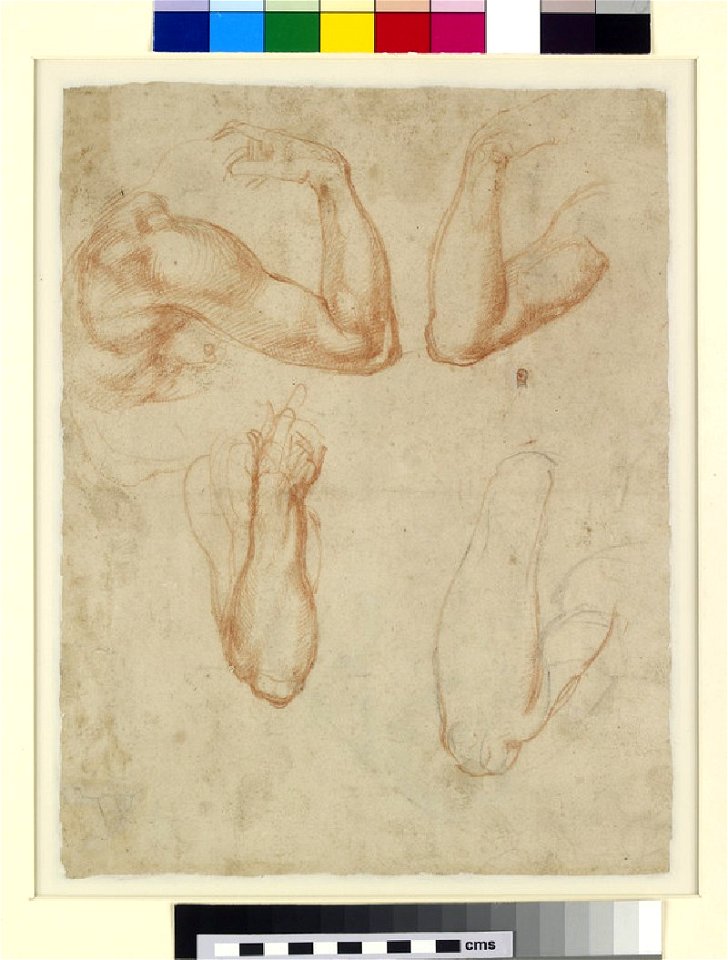Michelangelo - Verso Study of arms, WA1846.55