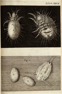 Micrographia Schem 36