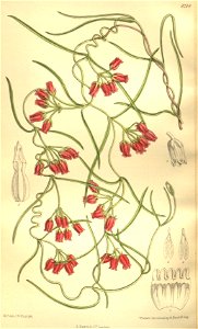 Microloma tenuifolium 135-8248