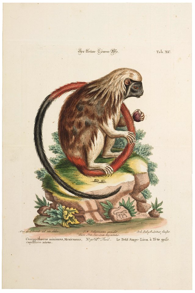 Midas oedipus - 1700-1880 - Print - Iconographia Zoologica - Special Collections University of Amsterdam - UBA01 IZ20200194
