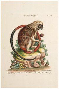 Midas oedipus - 1700-1880 - Print - Iconographia Zoologica - Special Collections University of Amsterdam - UBA01 IZ20200194
